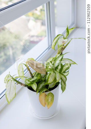 Dieffenbachia with yellow damage leaves near window. Diseases of home plant. 112902509