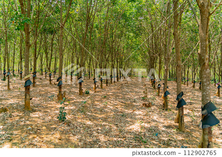 Hevea is a genus of evergreen trees from the family Euphorbiaceae. 112902765