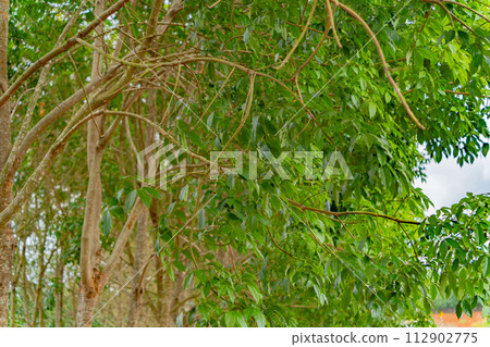 Hevea is a genus of evergreen trees from the family Euphorbiaceae. 112902775