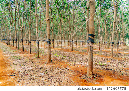 Hevea is a genus of evergreen trees from the family Euphorbiaceae. 112902776