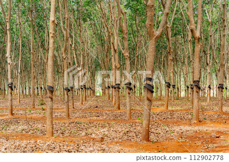 Hevea is a genus of evergreen trees from the family Euphorbiaceae. 112902778