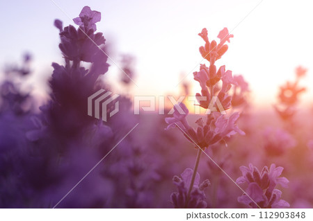 Lavender flower field closeup on sunset, fresh purple aromatic flowers for natural background. Design template for lifestyle illustration. Violet lavender field in Provence, France. 112903848