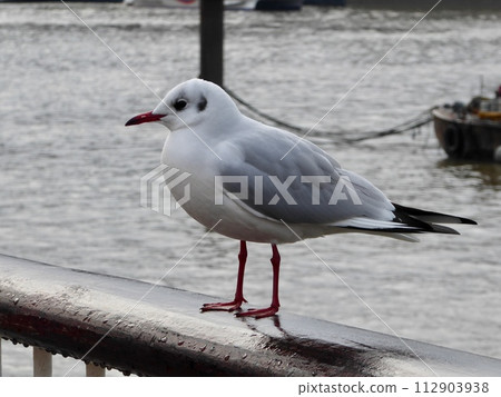 A gull stands on a railing by the water, its feathers glinting in the sun A gull stands on a railing by the water, its feathers glinting in the sun 112903938