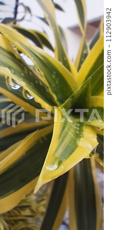 top view of the dracena in the garden 112903942