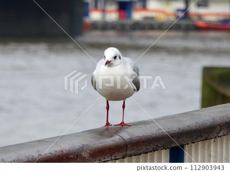 Mediterranean gull along the Thames Mediterranean gull along the Thames 112903943