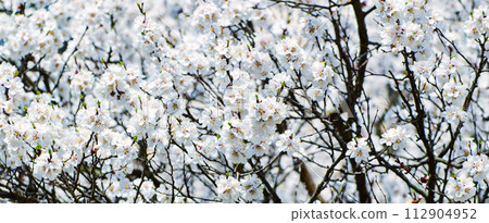 Apricot tree flower 112904952
