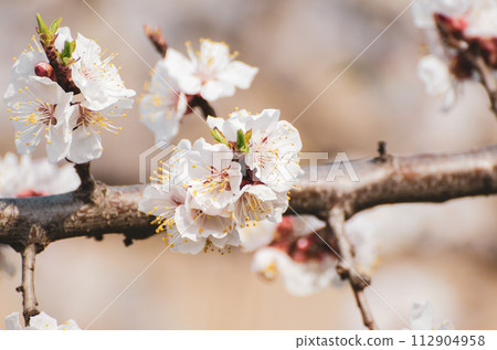 Apricot tree blossoms Apricot tree blossoms 112904958