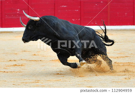 spanish black bull with big horns in spanish spectacle of bullfight spanish black bull with big horns in spanish spectacle of bullfight 112904959
