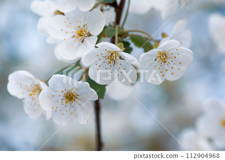 Cherry flowers blossoms 112904968