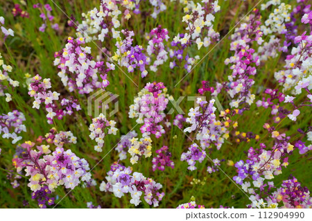 Linaria flowers 112904990