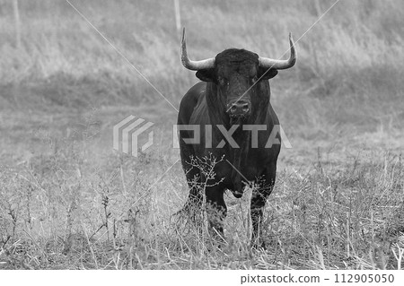 bull with horns in a traditional spectacle of bullfight bull with horns in a traditional spectacle of bullfight 112905050