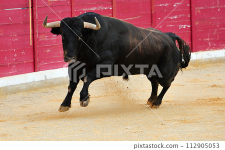 bull with horns in a traditional spectacle of bullfight bull with horns in a traditional spectacle of bullfight 112905053