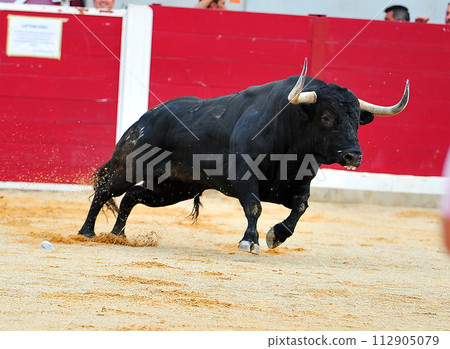 fighting bull in spain in the bullring 112905079