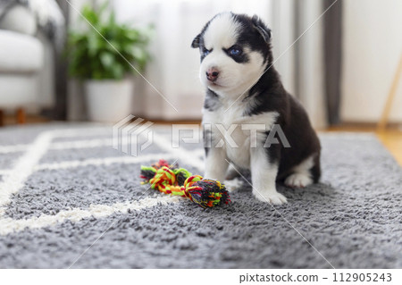 Husky puppy sitting next to colorful toy. Indoor pet photography 112905243