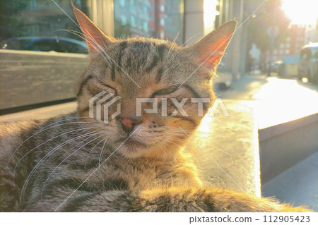 Close-up of a cat's face with one eye closed and the other half closed, looking to the right. Template for a meme on the topic of distrust of the narrator, deceiver, warning Close-up of a cat's face with one eye closed and the other half closed, looking to the right. Template for a meme on the topic of distrust of the narrator, deceiver, warning 112905423