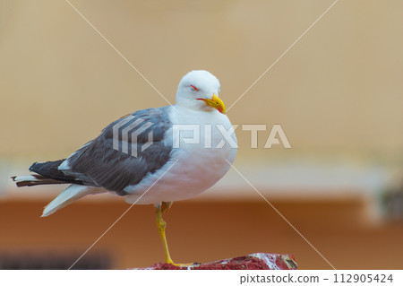 The seagull stands on one leg, closing its eyes, trying to rest in a quiet place away from predators 112905424