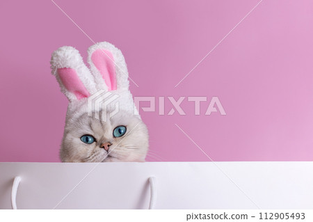Funny white cat in a hat with bunny ears , sits in large white paper bag,close up 112905493