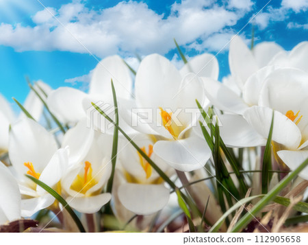 White crocuses against the sky 112905658