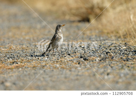 A rare migratory bird that can be seen in Europe such as the UK and France. A rare migratory bird that can be seen in Europe such as the UK and France. 112905708