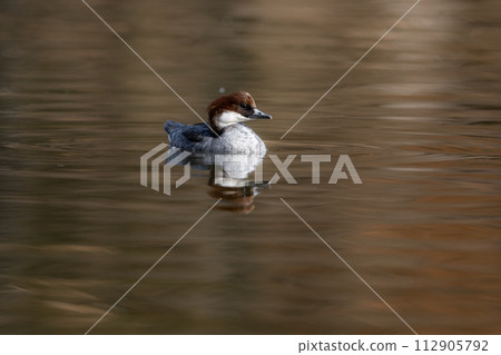 The migratory merganser, a popular migratory bird that can be seen at the park's pond in winter by birdwatchers. The migratory merganser, a popular migratory bird that can be seen at the park's pond in winter by birdwatchers. 112905792