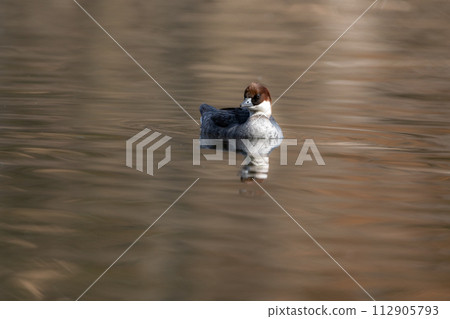 The migratory merganser, a popular migratory bird that can be seen at the park's pond in winter by birdwatchers. The migratory merganser, a popular migratory bird that can be seen at the park's pond in winter by birdwatchers. 112905793