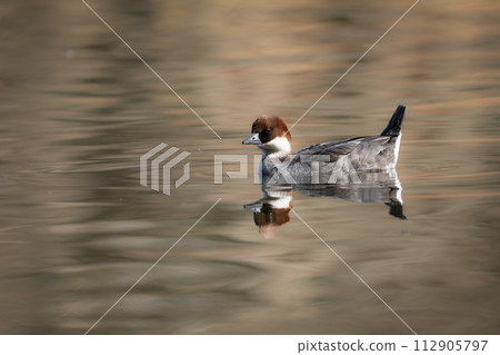 The migratory merganser, a popular migratory bird that can be seen at the park's pond in winter by birdwatchers. 112905797