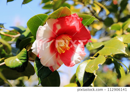 植物園裡美麗的春天的花朵 112906141
