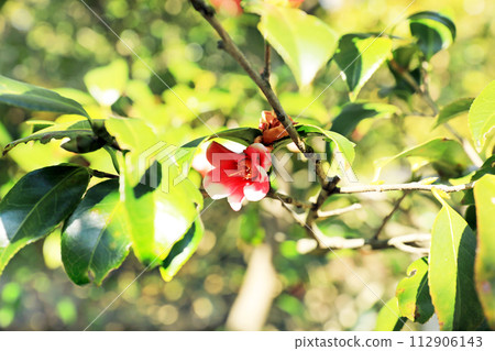 植物園裡美麗的春天的花朵 112906143