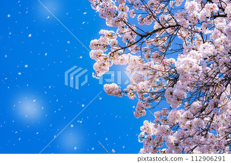 [Sakurafubuki material] Cherry blossoms, blue sky and cherry blossom blizzard image [Nagano Prefecture] 112906291