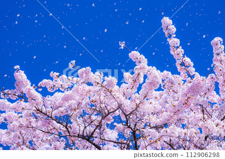 [Sakurafubuki 材料]櫻花，藍天和櫻花暴風雪圖像[長野縣] 112906298