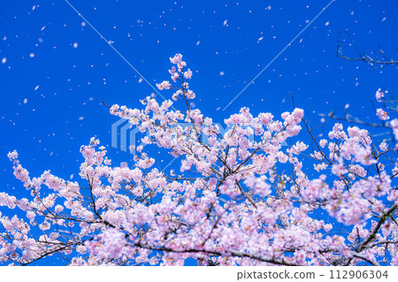 [Sakurafubuki material] Cherry blossoms, blue sky and cherry blossom blizzard image [Nagano Prefecture] 112906304