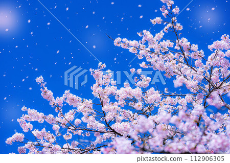 [Sakurafubuki 材料]櫻花，藍天和櫻花暴風雪圖像[長野縣] 112906305