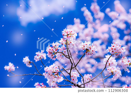 [Sakurafubuki material] Cherry blossoms, blue sky and cherry blossom blizzard image [Nagano Prefecture] 112906308