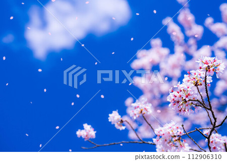 [Sakurafubuki material] Cherry blossoms, blue sky and cherry blossom blizzard image [Nagano Prefecture] 112906310