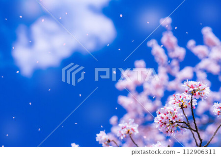[Sakurafubuki 材料]櫻花，藍天和櫻花暴風雪圖像[長野縣] 112906311