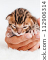 Cute bengal .Close-up. A kitten in the hands of a girl. Two week old small newborn bengal kitten on a white background. On the palms is a small cute kitten. 112906314