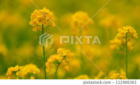 Yellow rape field garden 112906361