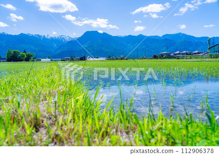 [初夏材料]安曇野市的稻田和水鏡[長野縣] 112906378