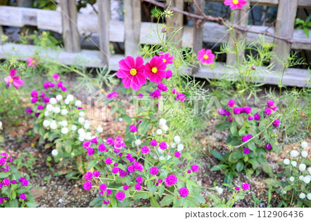 波斯菊花 波斯菊花 112906436