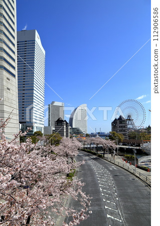 Cherry blossoms in full bloom in Minatomirai (Yokohama City, Kanagawa Prefecture) 112906586