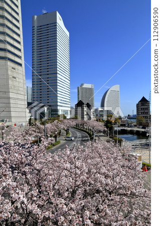 Cherry blossoms in full bloom in Minatomirai (Yokohama City, Kanagawa Prefecture) Cherry blossoms in full bloom in Minatomirai (Yokohama City, Kanagawa Prefecture) 112906590