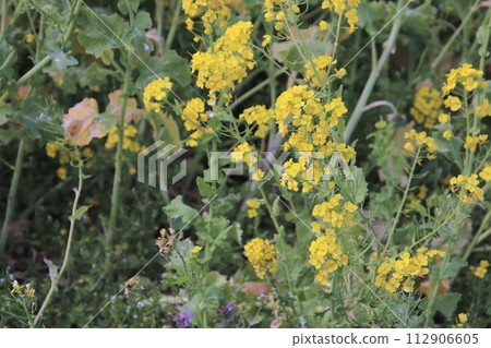 福岡縣古河市柿內油菜公園 福岡縣古河市柿內油菜公園 112906605