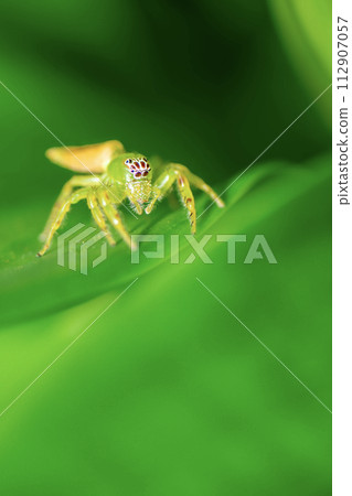 Mopsus Mormon Spider 112907057