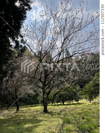 Ikko櫻桃樹 112907330