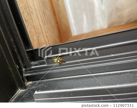 Esakimon 臭蟲 112907331