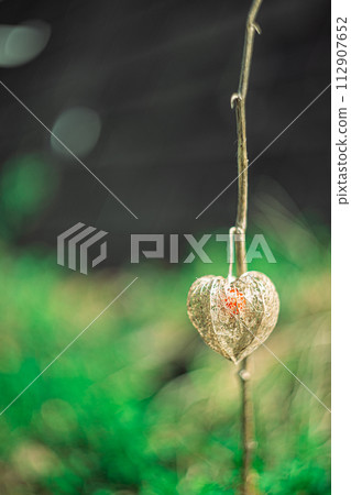 Withered Hozuki Withered Hozuki 112907652