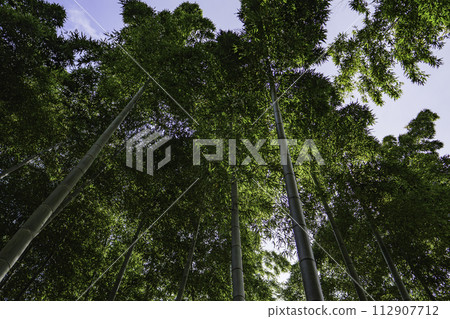 安靜的竹林,陽光透過竹林照進來 安靜的竹林,陽光透過竹林照進來 112907712