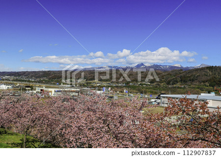 從河津櫻花之丘看赤城山 112907837