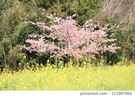 Cherry blossoms blooming in rape field Cherry blossoms blooming in rape field 112907860