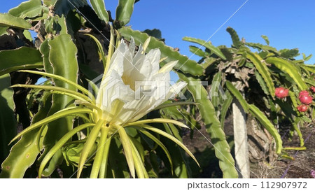 火龍果花 火龍果花 112907972